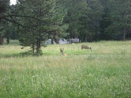 Mule deer at head of dean